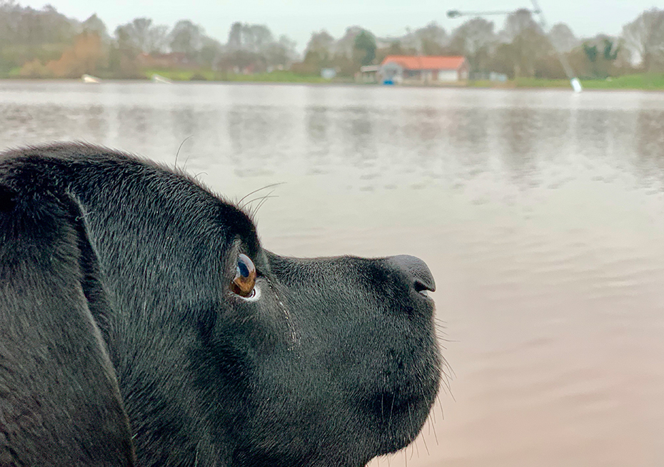 Hunde am Idasee erlaubt